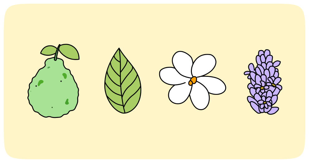 Lucent Tea Co. ingredient illustrations: guava, leaf, jasmine and lavender